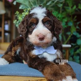 Truffle - Brown and white male Bernedoodle puppy in Salado, Texas from Red Ranch Dogs