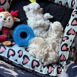 Poodle Puppies from Winsome Toy Poodles