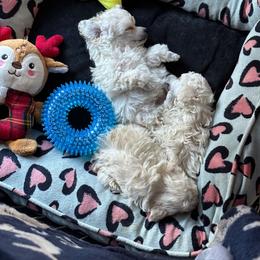 Poodle Puppies from Winsome Toy Poodles