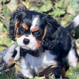 Cavalier King Charles Spaniels from Copper Cliff Cavaliers
