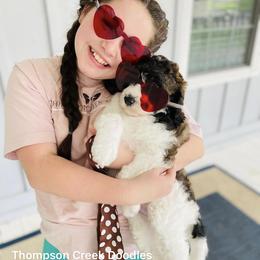 Goldendoodle Puppies from Thompson Creek Doodles