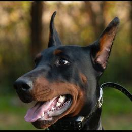 Doberman Pinscher and French Bulldog All Grown Up from The Defender Farm