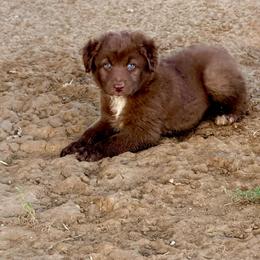 Kenai - Red & white male Australian Shepherd puppy in Mineral Wells, Texas from A6 Australian Shepards