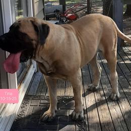 Tina - Mastiff
