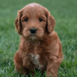 Goldendoodles from Bridges Goldendoodles