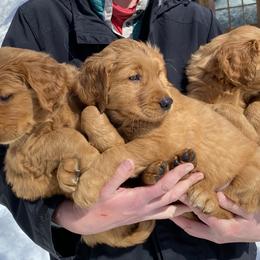 Golden Retriever Puppies from Green Mountain Golden Retrievers