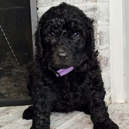 Grayson - Black and white male Aussiedoodle puppy in Monroe, North Carolina from The Klepper Homestead