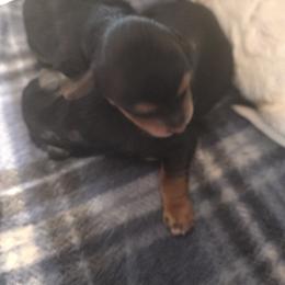 Yorkipoo and Yorkshire Terrier Puppies from Sonshine Yorkies