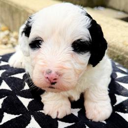 Java - Black and white male Bernedoodle puppy in Sherman, Illinois from Shirl Doodle Life