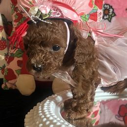 Assorted Doodle Crosses, Maltese, and Poodles from House of Poodles