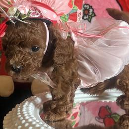 Assorted Doodle Crosses, Maltese, and Poodles from House of Poodles