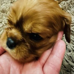 Chase - Ruby male Cavalier King Charles Spaniel puppy in Tunbridge, Vermont from Solheimar