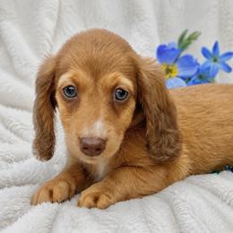 Charlie - Red male Dachshund puppy in Augusta, Georgia from Cherokee Hill Dachshunds