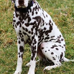 Abigail  - Dalmatian