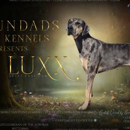 Luxx - Great Dane