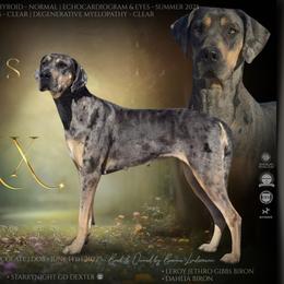 Luxx - Great Dane