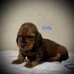 Dolly - Red female Dachshund puppy in Bluff City, Tennessee from Sidanelv Dachshunds