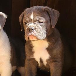 Gnocchi - Blue tri-color male Bulldog puppy in Washington from Sun City Campeiro Bulldogs