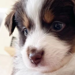 Miniature Australian Shepherds from Mike's Aussies