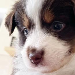 Miniature Australian Shepherds from Mike's Aussies