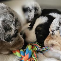 Australian Shepherds from Boundless joy aussies