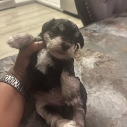 Liberty (Green) - Liver female Miniature Schnauzer puppy in Hemet, California from Feshia's Miniature Schnauzers