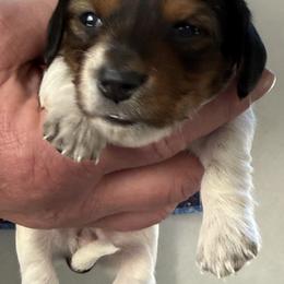 Brittany - Piebald female Dachshund puppy in Milo, Missouri from Gillian’s Darling’ Doxies