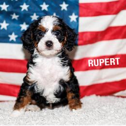 Rupert - Tri-color male Bernedoodle puppy in Gilbert, Arizona from Safe Havynn Doodles