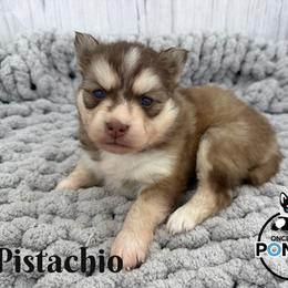 Pistachio - Red and white female Pomsky puppy in Eastman, Georgia from Once Upon A Pomsky