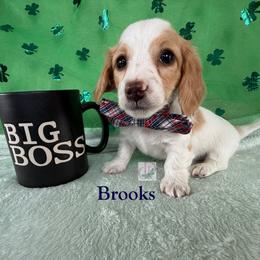 Brooks - Piebald male Dachshund puppy in Waseca, Minnesota from Dragonfly Doxies