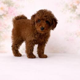 Ariel - Red  female Poodle puppy in Weston, Florida from Miami Toy Poodles