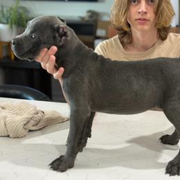 Purple collar female - Gray female Cane Corso puppy in San Tan Valley, Arizona from Lofty Legends