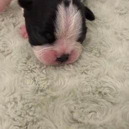 Boy 3 - Black and white male Boston Terrier puppy in Coopertown, Tennessee from Toon’s Boston Terriers