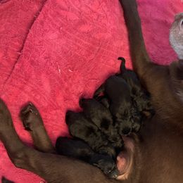 Maevie - Labrador Retriever