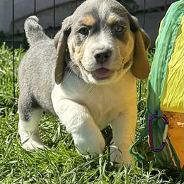 Gilly AKC - Blue tan and white male Beagle puppy in Rogersville, Missouri from Hales Little Beagle Haven