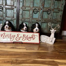 Bernese Mountain Dog Puppies from Bluffside Berners