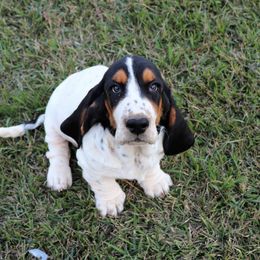 Basset Hound Puppies from Magnolia Basset Hounds