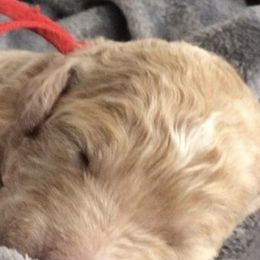 Goldendoodles from L&Z Goldendoodles