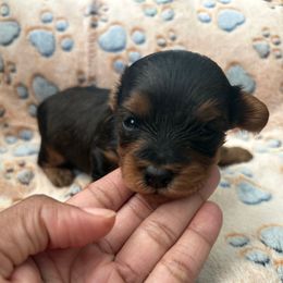 Boy 1 - Black and tan male Yorkipoo puppy in Ocala, Florida from Top Notch Pupz