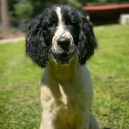 Thunder - Black and white male English Springer Spaniel puppy in Tupalo, Mississippi from Butterfield Trail Farm