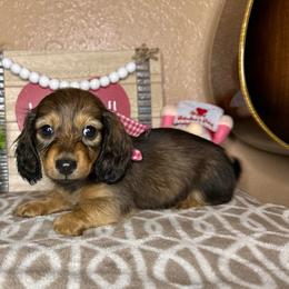 Girl - Cream female Dachshund puppy in Winter Haven, Florida from Davidson's Dachshunds