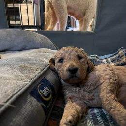 Goldendoodle and Pomeranian Puppies from Puppy Love Heaven