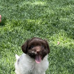 Little Petunia - Chocolate female Havanese puppy in Englewood, New Jersey from Happy Havanese NJ
