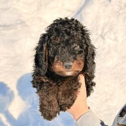 Wilson - Phantom male Bernedoodle puppy in Anchorage, Alaska from Cascade Country Doodles