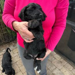 Yeti - Chocolate male Goldendoodle puppy in St Johns, Florida from Nini's Poodles and Doodles of St. Johns Co.