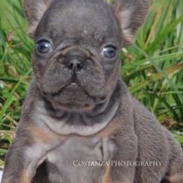 French Bulldogs from T-Lynn’s Bully’s aka TLB