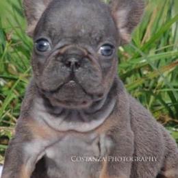 French Bulldogs from T-Lynn’s Bully’s aka TLB