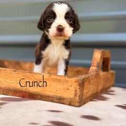 Crunch - Liver and white male English Springer Spaniel puppy in Uvalda, Georgia from Willow Creek Farms