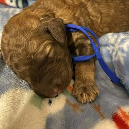 Gingerbread - Red  male Goldendoodle puppy in Orange Park, Florida from Evergrace Farm Doodles