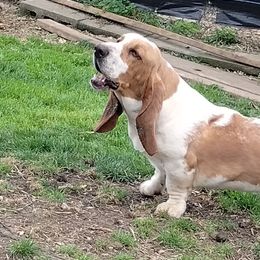 Clyde - Basset Hound